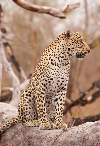 Leopard zittend op de boom — Stockfoto