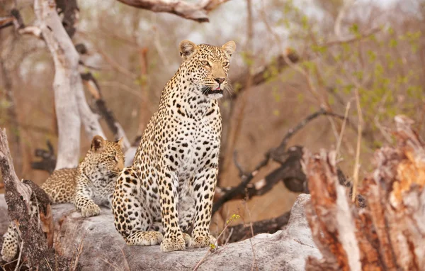 Два леопарда отдыхают на дереве — стоковое фото