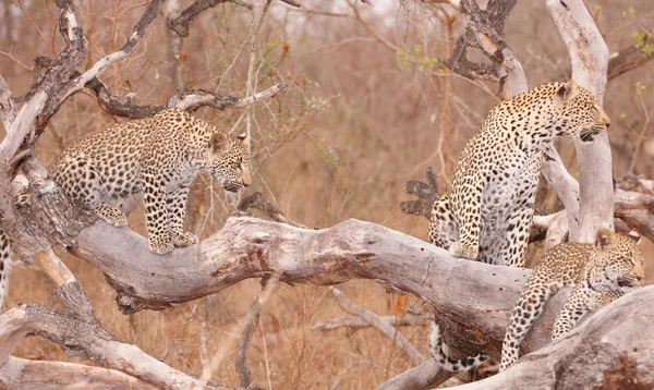Três leopardos descansando na árvore — Fotografia de Stock