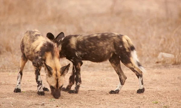 Пара африканских диких собак (Lycaon pictus) ) — стоковое фото