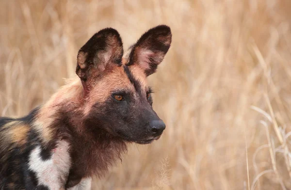 Afrikalı vahşi köpek (Lycaon pictus) — Stok fotoğraf