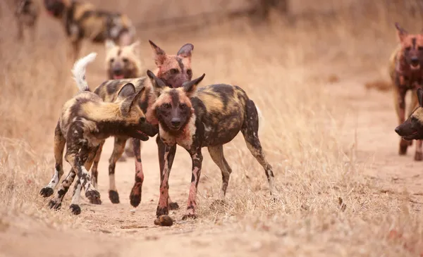Pack van Afrikaanse wilde honden (Lycaon pictus) — Stockfoto
