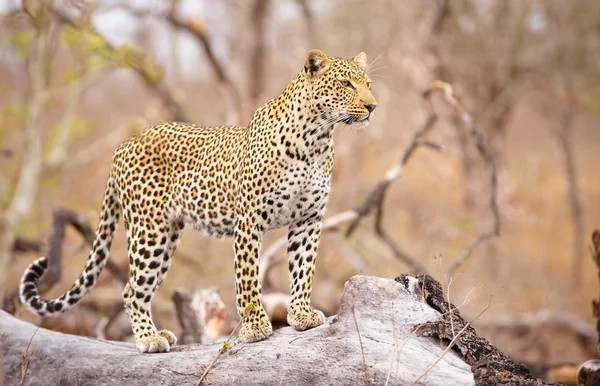 leopar duran ağaç üzerinde