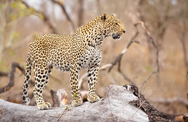 Leopardo in piedi sull'albero — Foto Stock