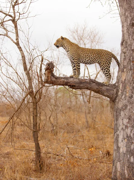 Leopar duran ağaç üzerinde — Stok fotoğraf