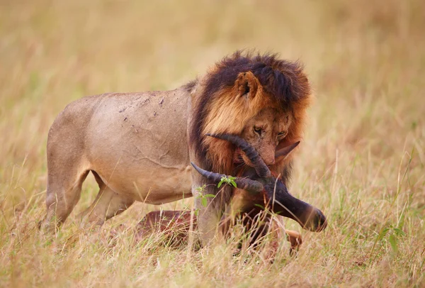 León soltero (pantera leo) con una matanza en sabana —  Fotos de Stock
