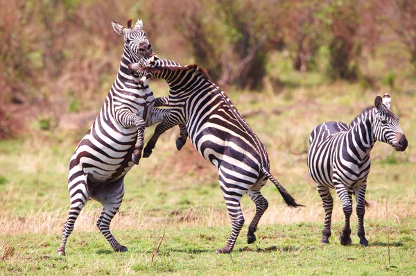 Stado zebry (Afryki Equids) — Zdjęcie stockowe
