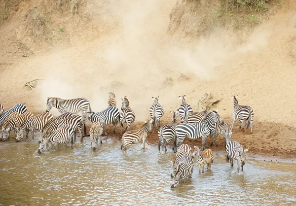 Mandria di zebre (Equidi africani ) — Foto Stock