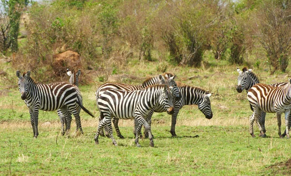 Mandria di zebre (Equidi africani ) — Foto Stock