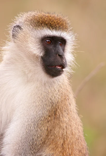 Black-faced vervet monkey (Chlorocebus pygerythrus) — Stock Photo, Image