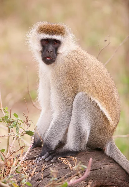 Μαύρο-που αντιμετωπίζουν vervet μαϊμού (Chlorocebus pygerythrus) — Φωτογραφία Αρχείου