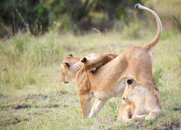 Cubs λιοντάρι (panthera leo) με την μητέρα τους — Φωτογραφία Αρχείου
