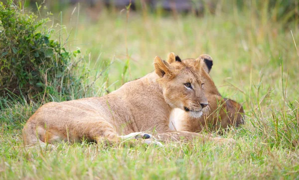 两只狮子幼崽 (猫科狮子座) 在萨凡纳 — 图库照片