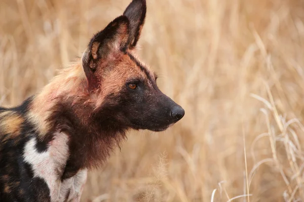 Afrikalı vahşi köpek (Lycaon pictus)