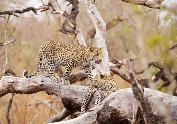 Два леопарда стоят на дереве — стоковое фото