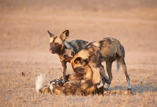 Afrikanische Wildhunde (lycaon pictus)) — Stockfoto