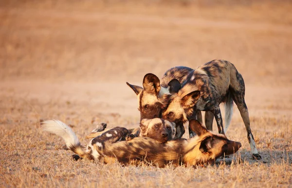 Afrika Vahşi köpekler (Lycaon pictus) — Stok fotoğraf