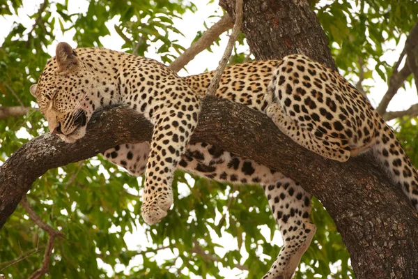 Leopard alszik a fa — Stock Fotó