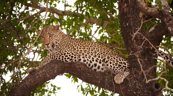 Ağaç üzerinde yalan leoparı (Panthera pardus) — Stok fotoğraf