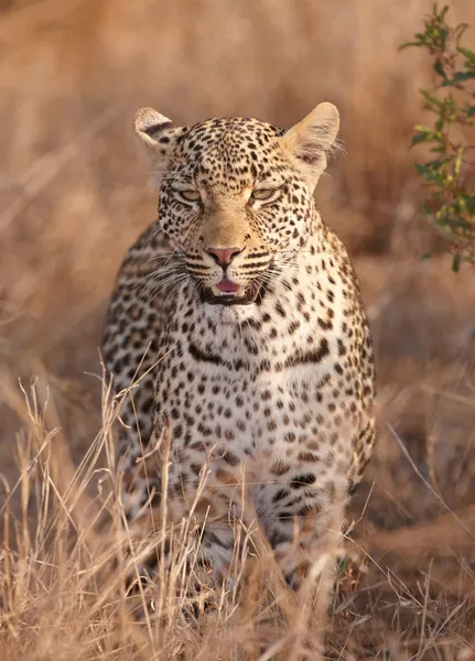 Leopardo em pé em savana — Fotografia de Stock