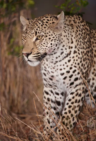 Leopardí sezení upozornění v savannah — Stock fotografie