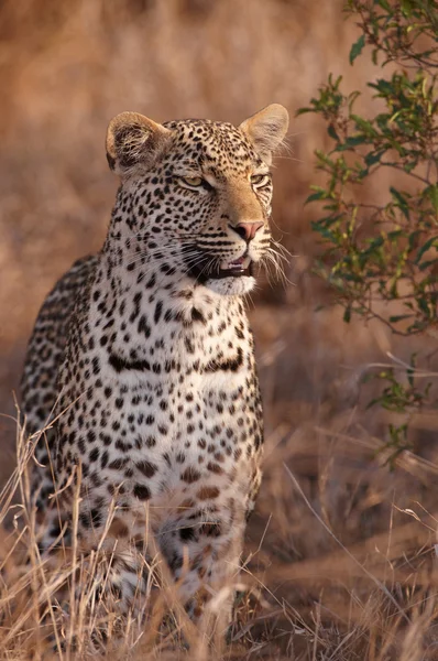 Leopardo in piedi nella savana — Foto Stock