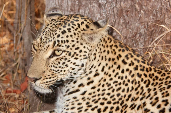 Leopardo descansando em savana — Fotografia de Stock