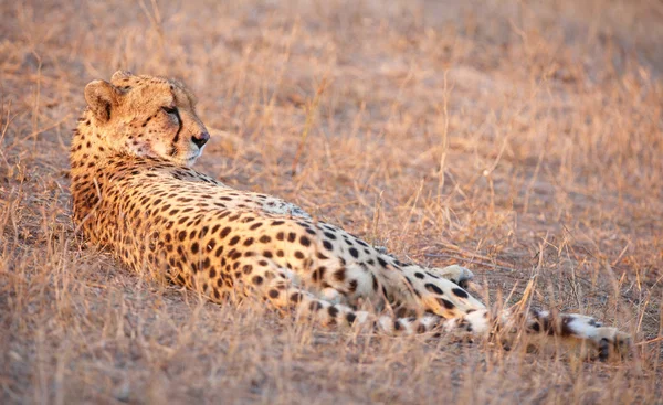 Cheetah (Acinonyx jubatus) in savannah — Stock Photo, Image