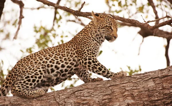 Leopar duran ağaç üzerinde — Stok fotoğraf