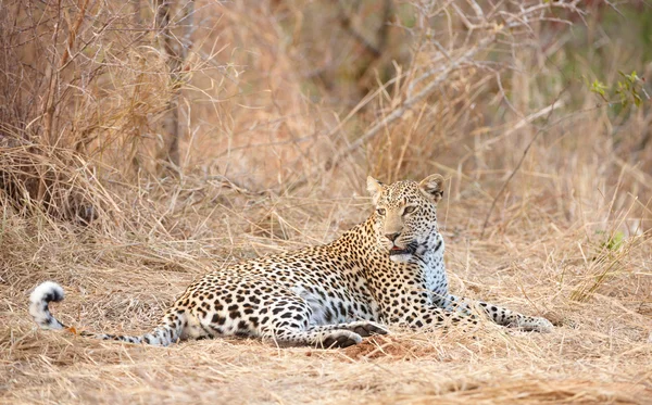 Leopard resting in savannah — Stock Photo, Image