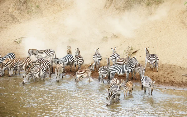 Mandria di zebre (Equidi africani) che beve dal fiume — Foto Stock