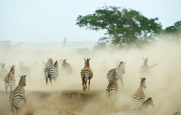 Стадо зебр (Африканские всадники) ) — стоковое фото