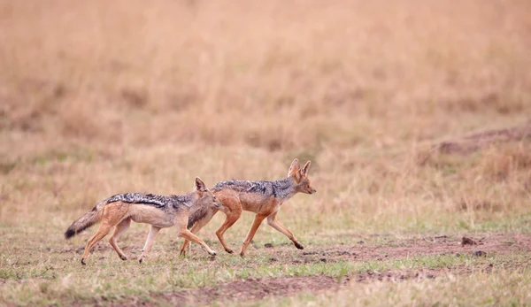 Dwa szakale siodłata (Canis mesomelas) — Zdjęcie stockowe