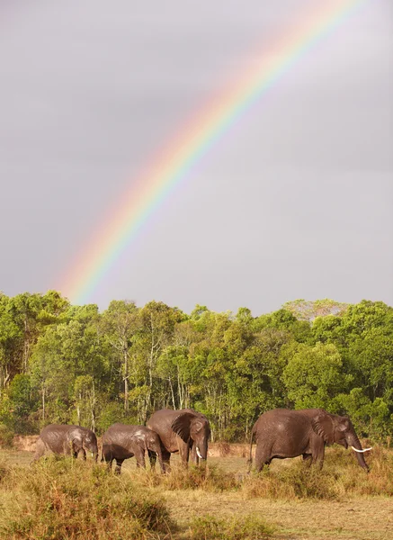 Velké stádo slonů Bush (Loxodonta africana) — Stock fotografie