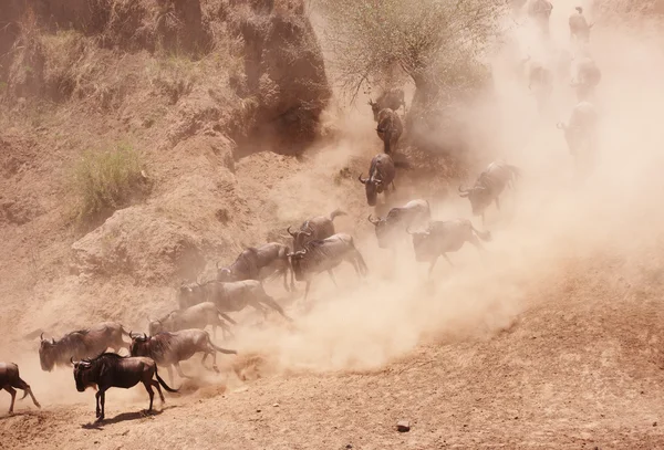 stock image Herd of Blue Wildebeest (Connochaetes taurinus)