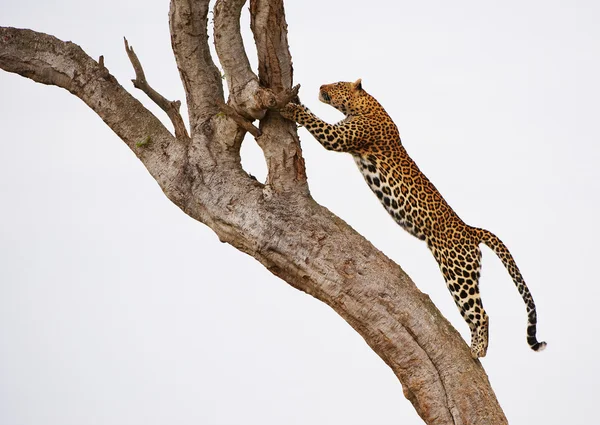 Леопард прыгает на дерево — стоковое фото