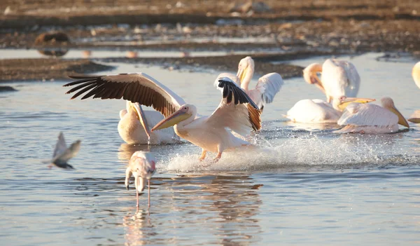 У Білий Пеликан (переважно в дельтах річок onocrotalus) — стокове фото