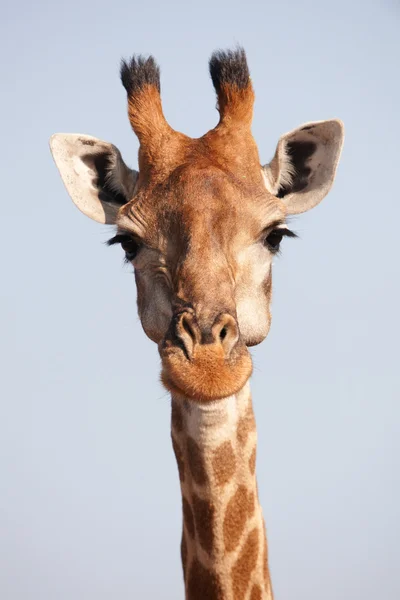 stock image Single giraffe (Giraffa camelopardalis)