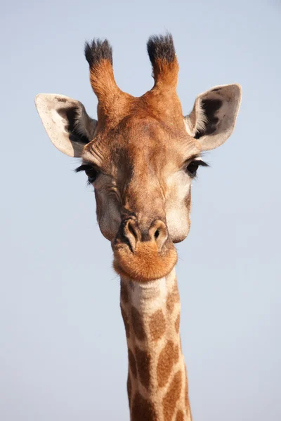 Stock image Single giraffe (Giraffa camelopardalis)