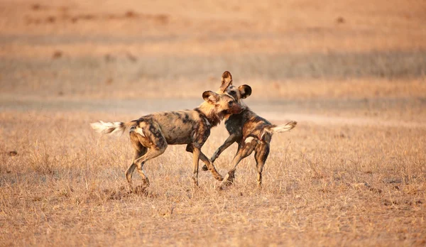 Cães selvagens africanos (Lycaon pictus ) — Fotografia de Stock