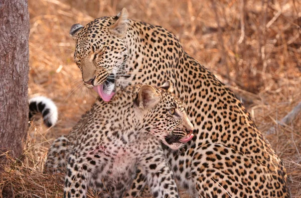 Two Leopards cleaning each other in savannah — Stock Photo, Image