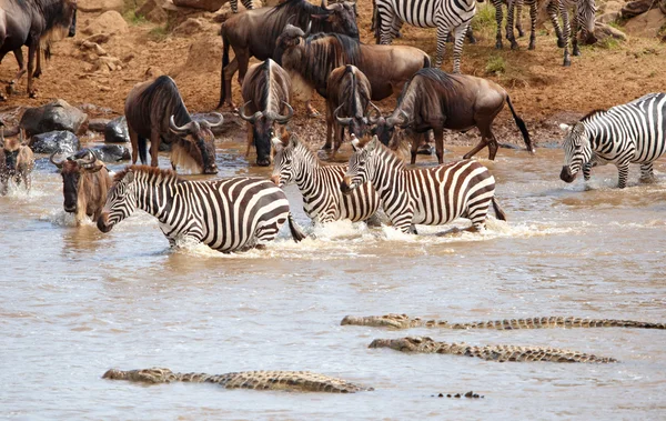 Mandria di zebre (equidi africani) e gnu (connochete) — Foto Stock