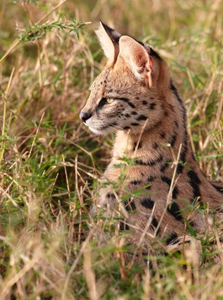 Afrikanischer Serval (leptailurus serval)) — Stockfoto