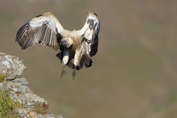 De Kaap griffon of cape vulture — Stockfoto