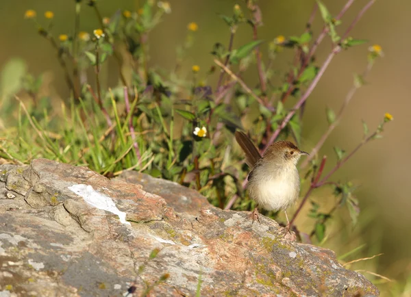 Mały brązowy ptak na skale — Zdjęcie stockowe