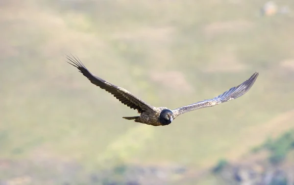 Lammergeyer o Avvoltoio Barbuto — Foto Stock