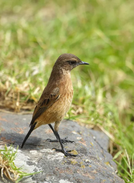 Маленькая коричневая птичка на скале — стоковое фото