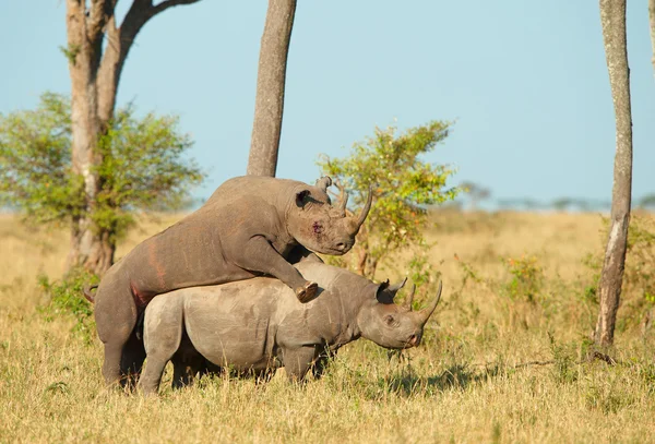 Dois grandes rinocerontes brancos acasalamento — Fotografia de Stock
