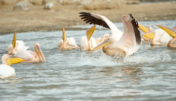 У Білий Пеликан (переважно в дельтах річок onocrotalus) — стокове фото