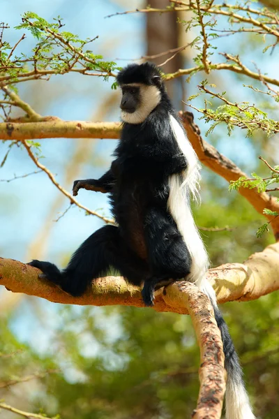 Siyah-beyaz colobus maymun — Stok fotoğraf